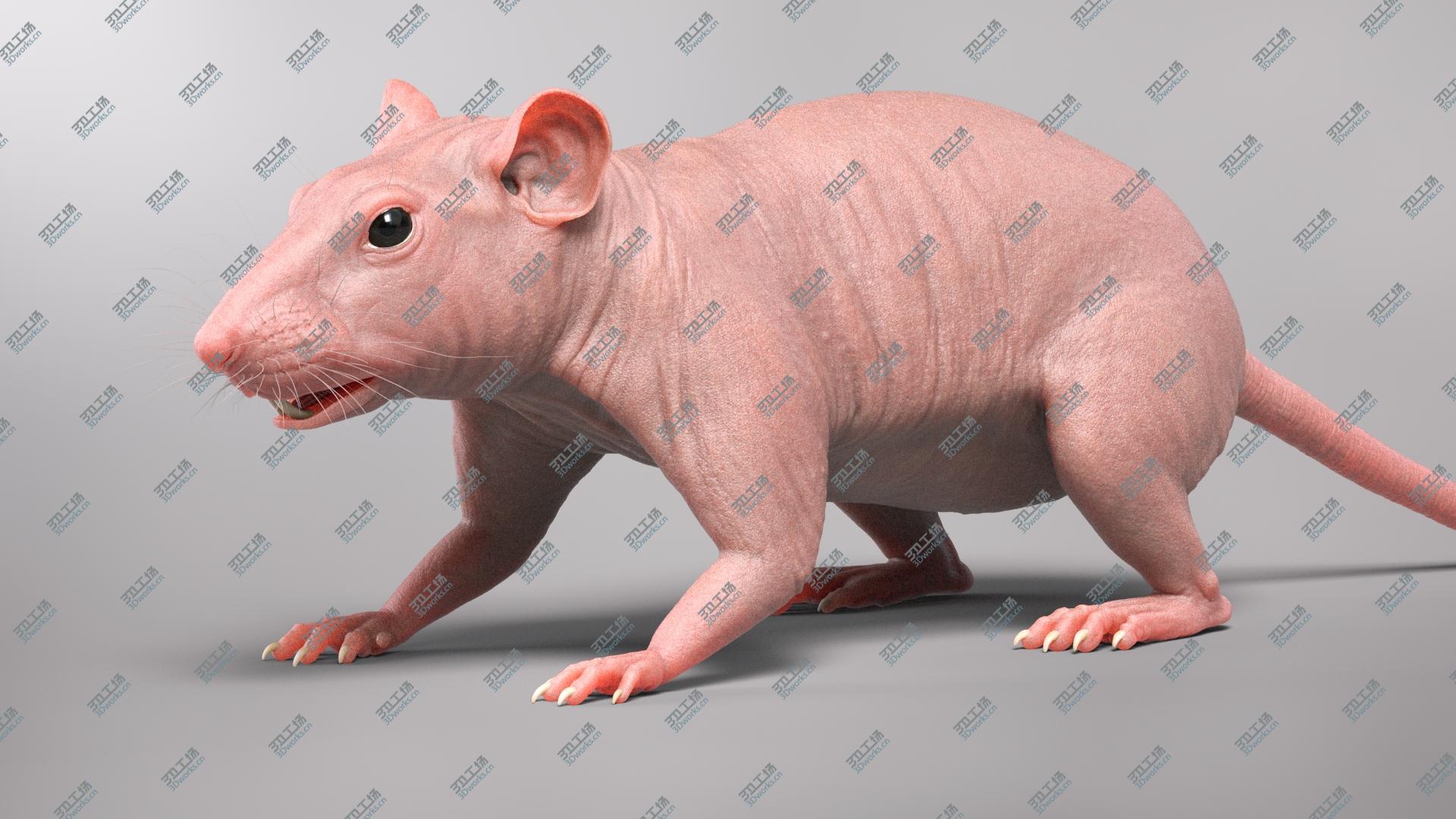 images/goods_img/202104091/Rat Hairless model/3.jpg